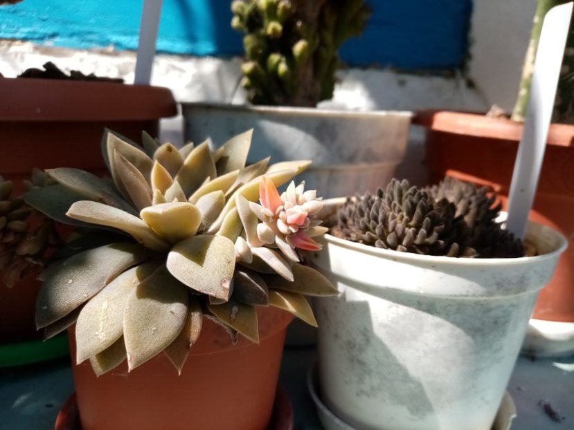  - Cactusi si suculente 2019