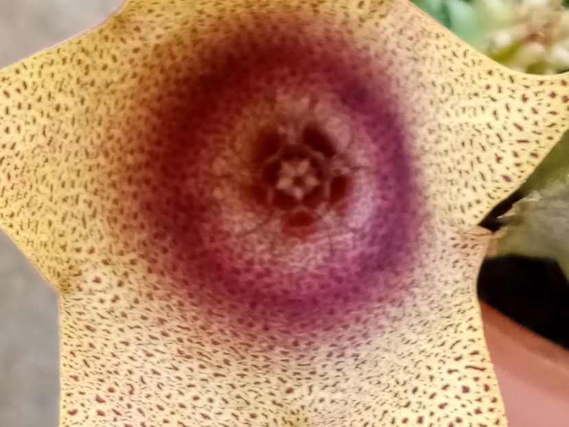  - Cactusi si suculente 2019