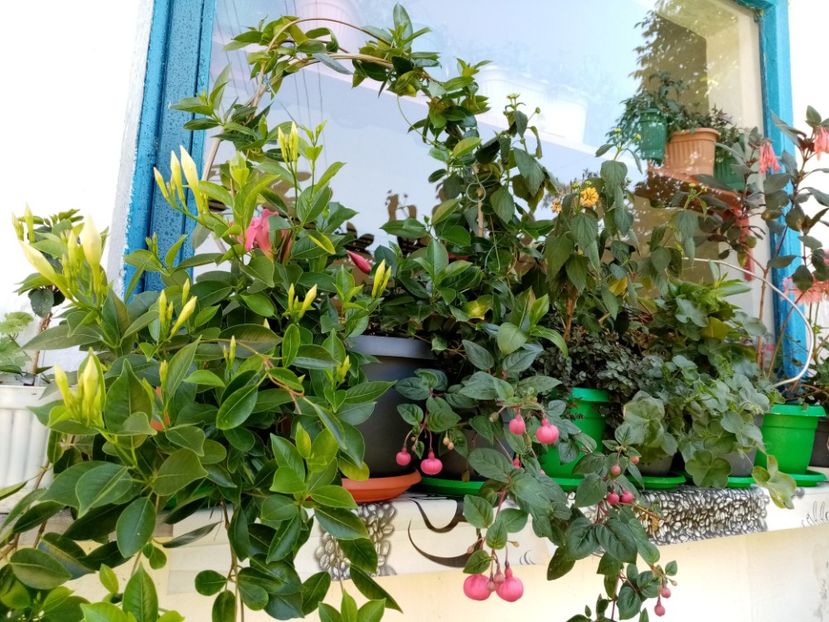  - Cactusi si suculente 2019