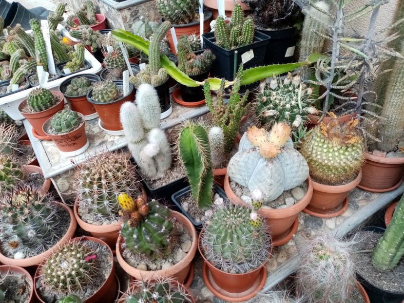  - Cactusi si suculente 2019_2