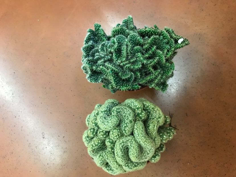 0FBCDC2D-3C99-40A3-8B9C-5D4C12E1FB38 - Vand cactusi cristata 2019