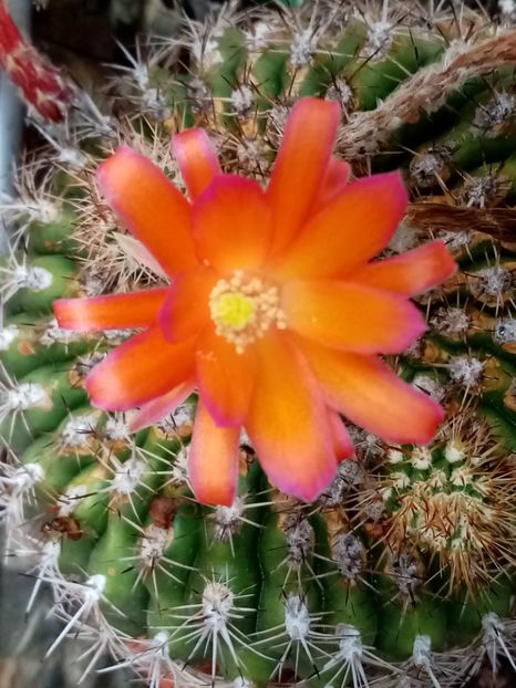  - Cactusi si suculente 2019_2