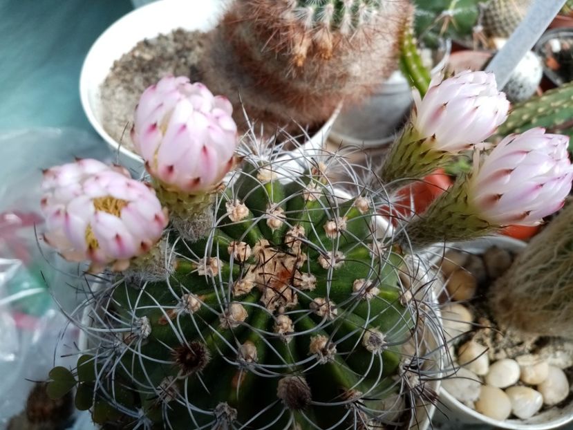  - Cactusi si suculente 2019_2