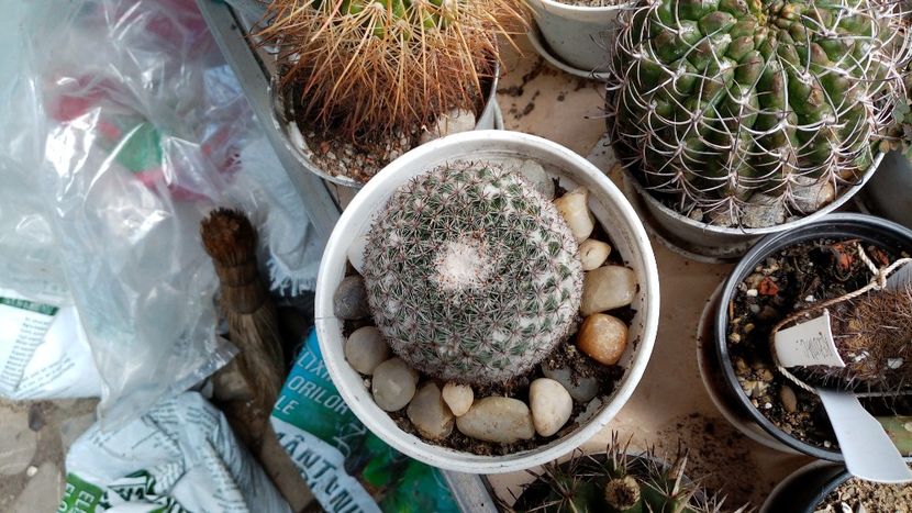  - Cactusi si suculente 2019_2