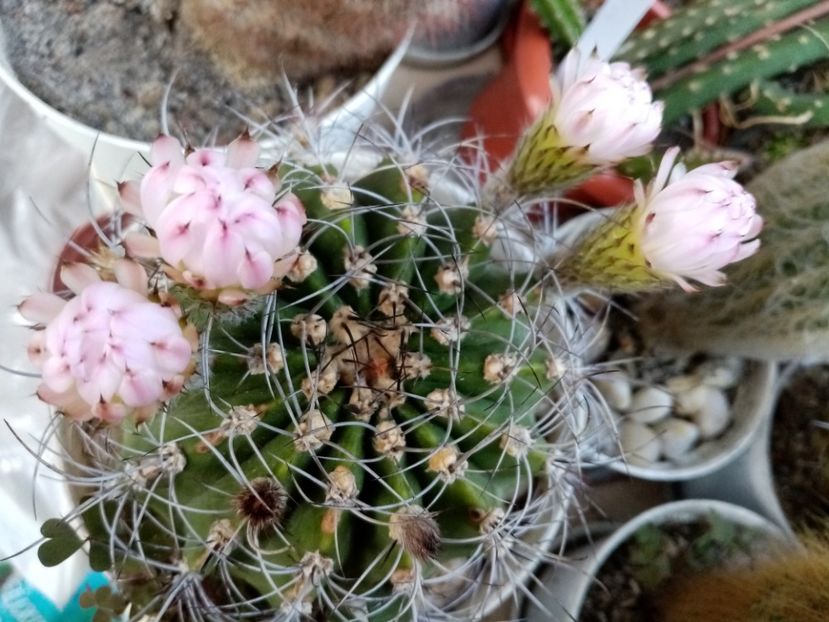  - Cactusi si suculente 2019_2