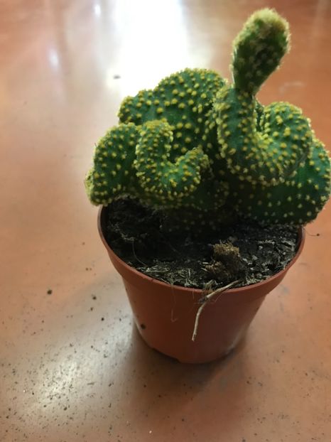 7F7B1BF5-D181-41CB-A41D-9F46F09D934C - Vand cactusi cristata 2019