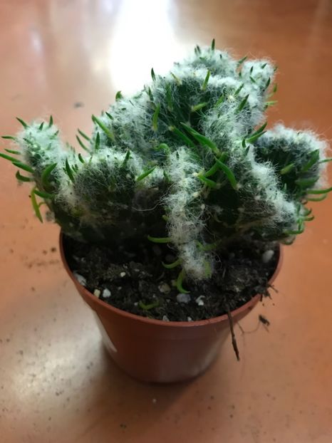 6E33DFCB-F702-4186-A1C8-5AF128DE0A01 - Vand cactusi cristata 2019