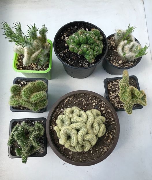 F2057CF1-F40A-4EB4-A248-C73CE2FC0490 - Vand cactusi cristata 2019