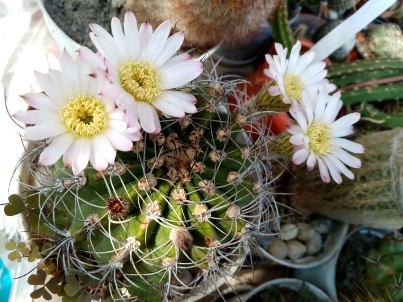  - Cactusi si suculente 2019_2