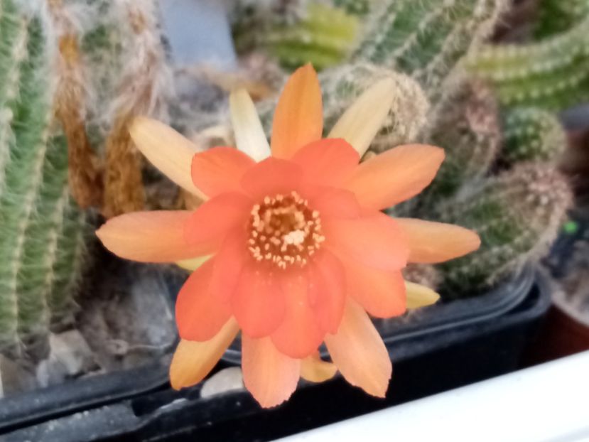  - Cactusi si suculente 2019_2