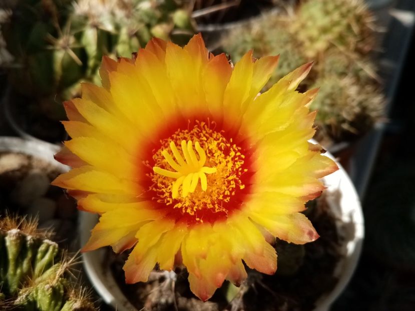  - Cactusi si suculente 2019_2