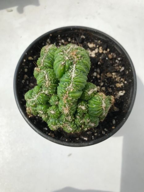 0C2E8A69-6845-403C-9EFC-D4B7DEDE4D5C - Vand cactusi cristata 2019