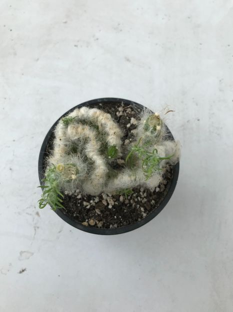 4D6E409A-DD1A-4C58-AFF3-8998C3D82BCE - Vand cactusi cristata 2019