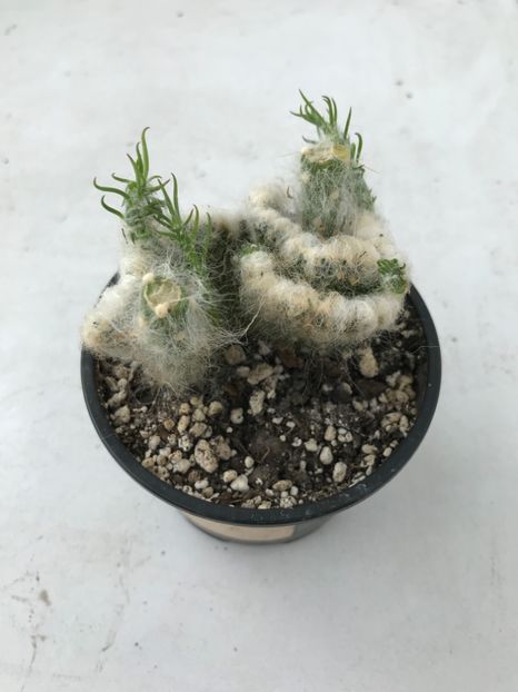 22384EB5-E871-4220-B72B-9A513D7D7B54 - Vand cactusi cristata 2019