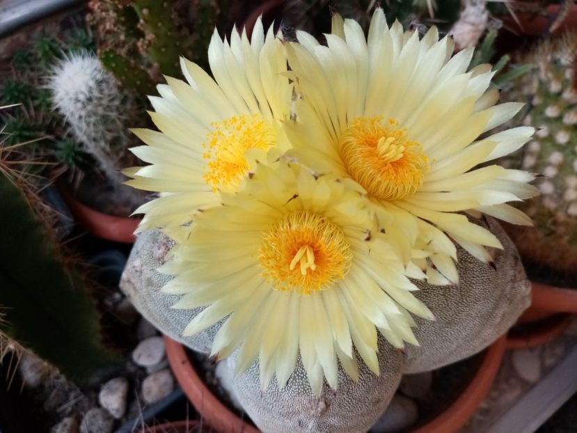  - Cactusi si suculente 2019_2