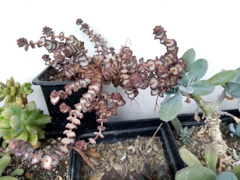  - Cactusi si suculente 2019_2