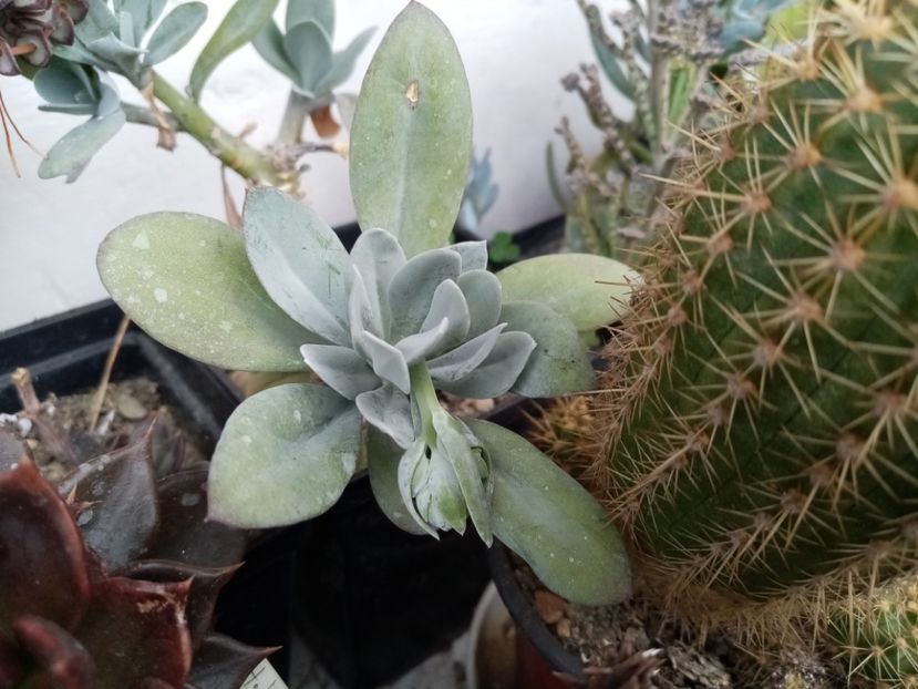  - Cactusi si suculente 2019_2