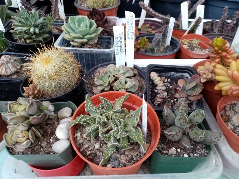  - Cactusi si suculente 2019_2