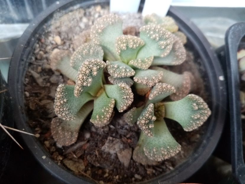  - Cactusi si suculente 2019_2