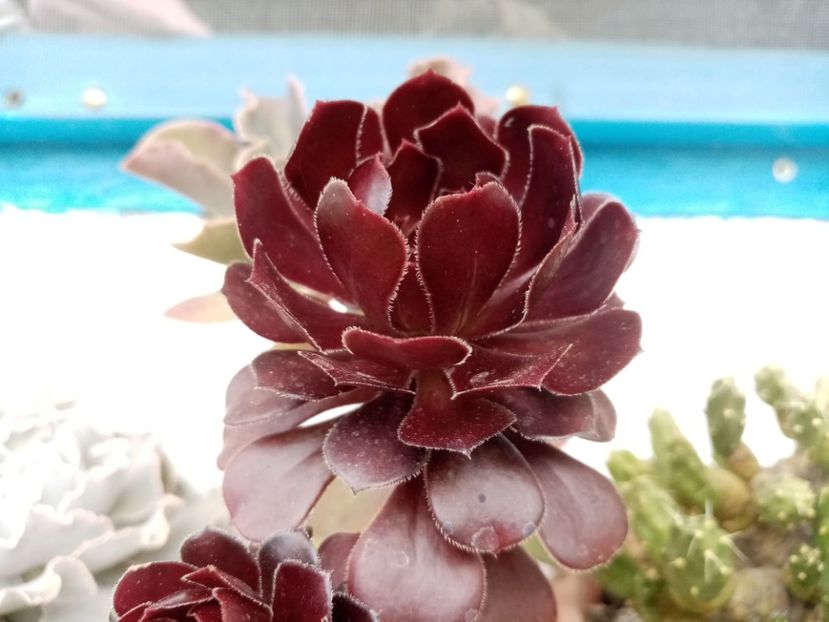  - Cactusi si suculente 2019_2