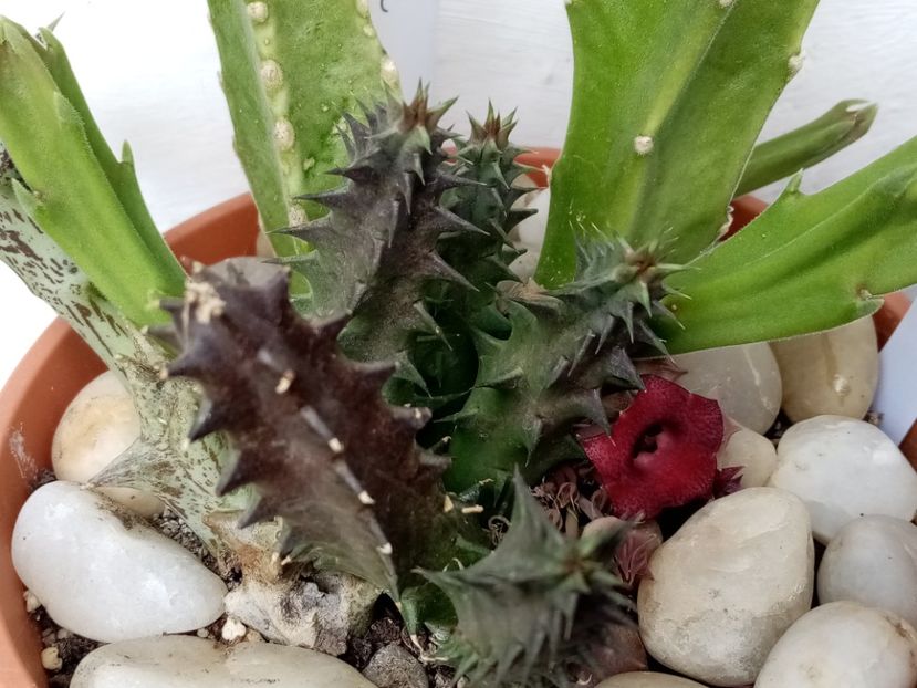  - Cactusi si suculente 2019_2