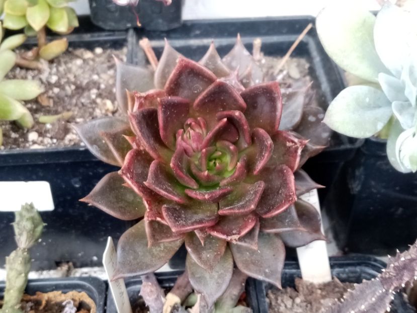  - Cactusi si suculente 2019_2