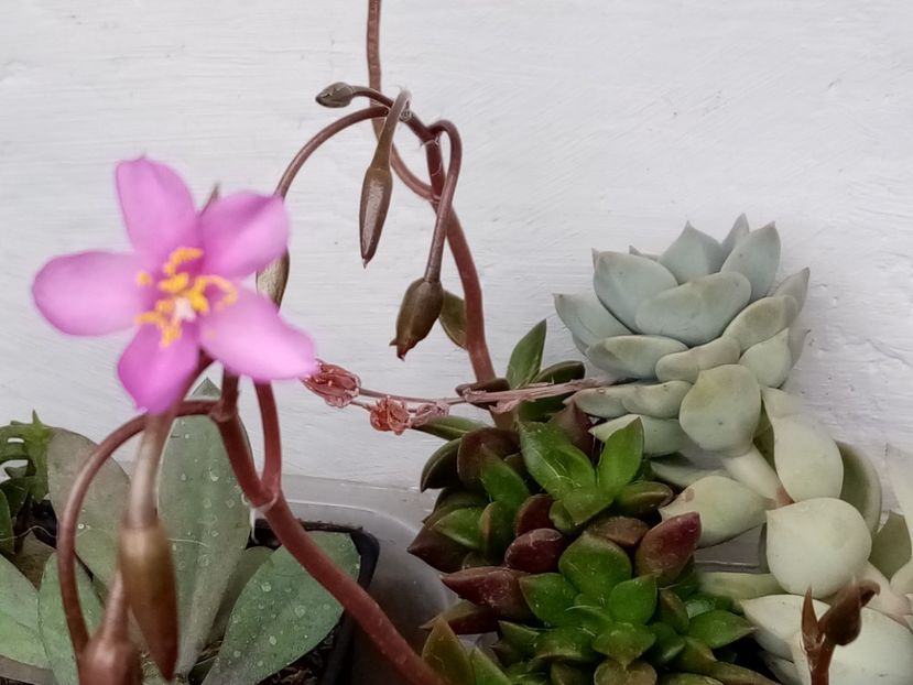  - Cactusi si suculente 2019_2