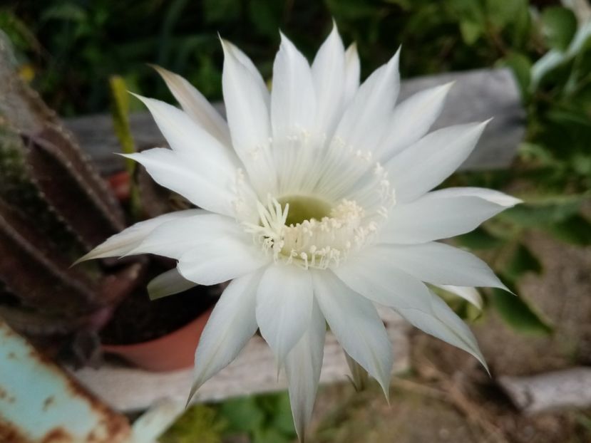  - Cactusi si suculente 2019_2