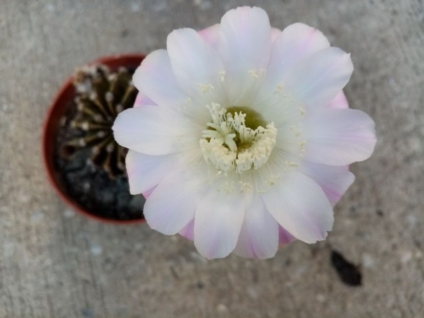  - Cactusi si suculente 2019_2