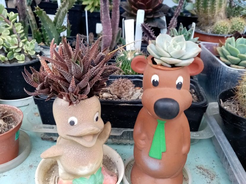  - Cactusi si suculente 2019_2