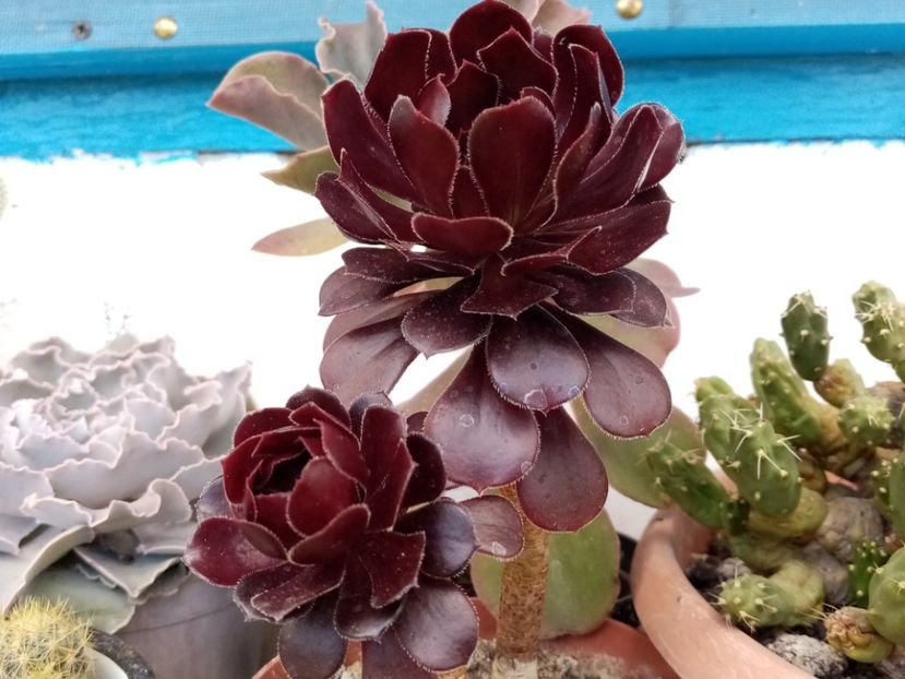  - Cactusi si suculente 2019_2