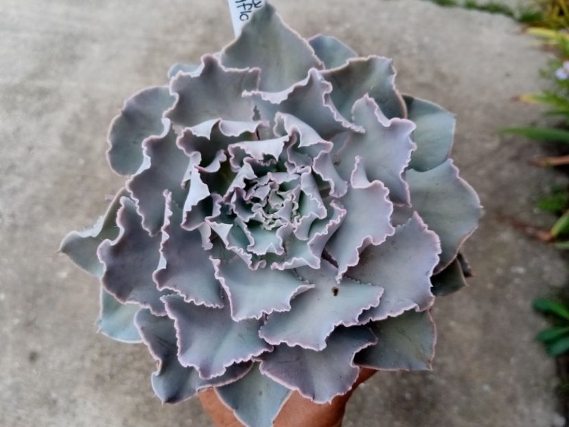  - Cactusi si suculente 2019_2