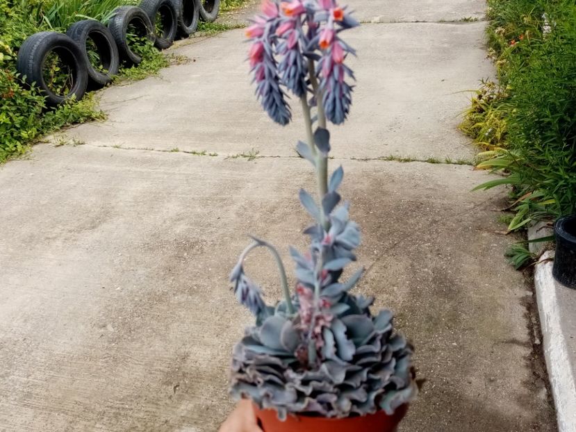  - Cactusi si suculente 2019_2