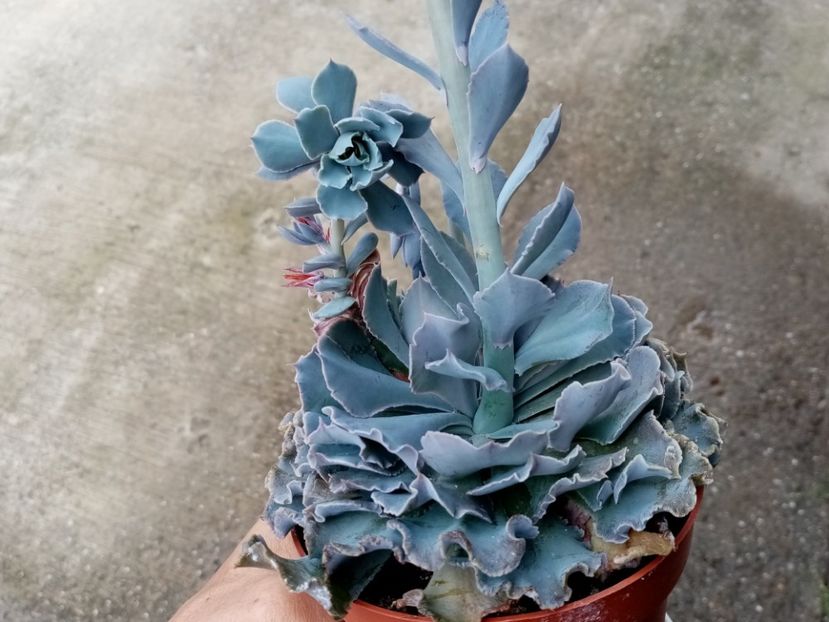  - Cactusi si suculente 2019_2