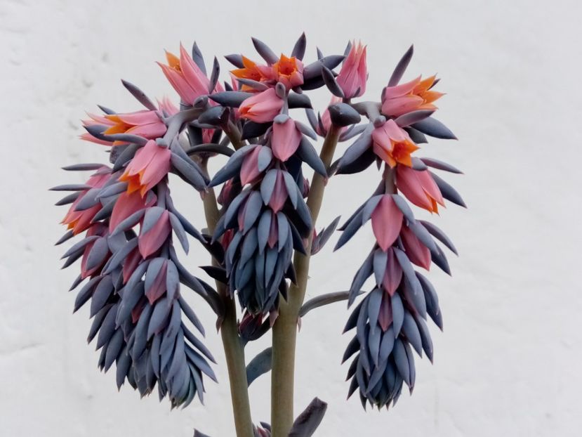  - Cactusi si suculente 2019_2