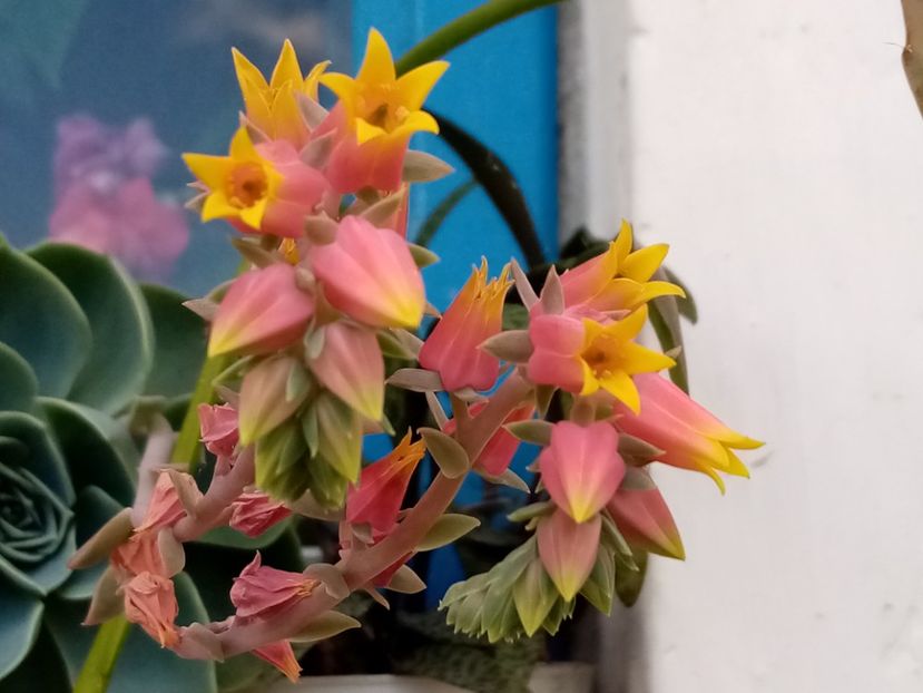  - Cactusi si suculente 2019_2