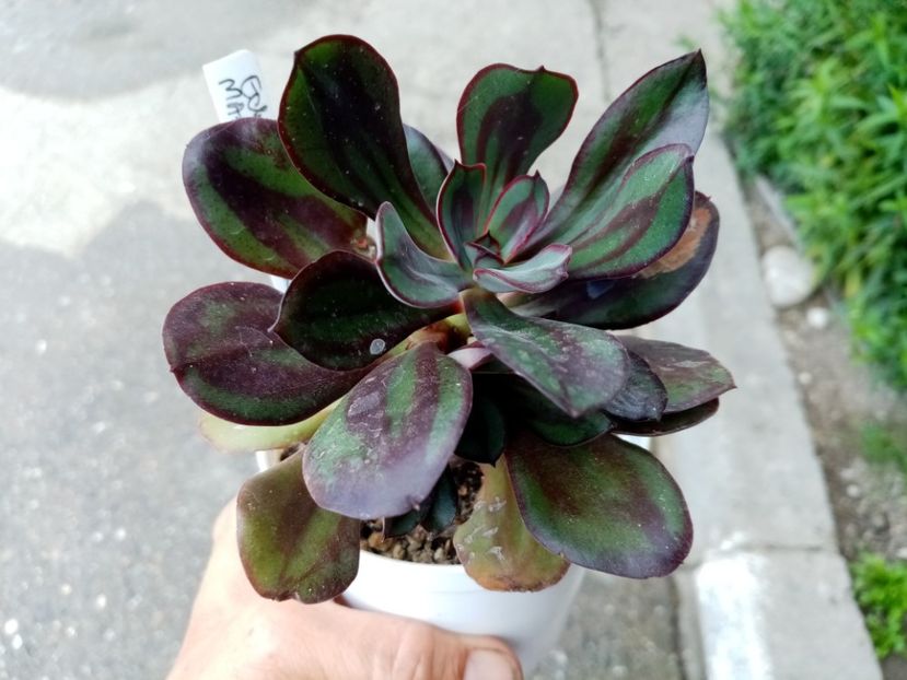  - Cactusi si suculente 2019_2