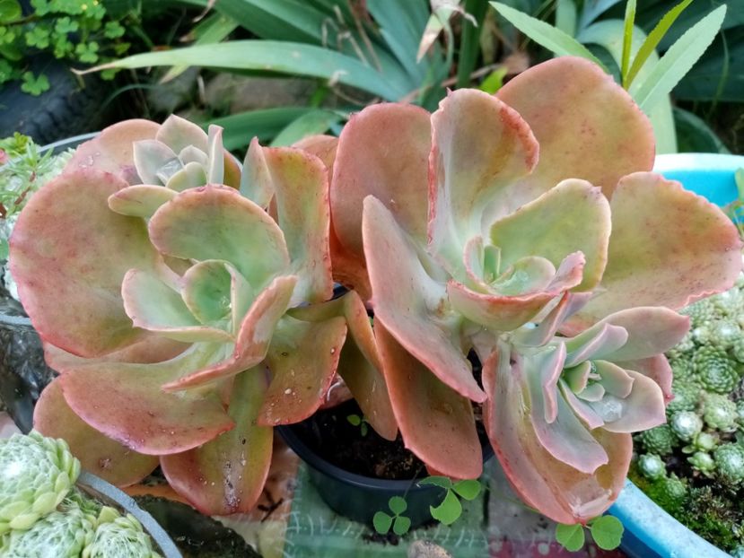  - Cactusi si suculente 2019_2
