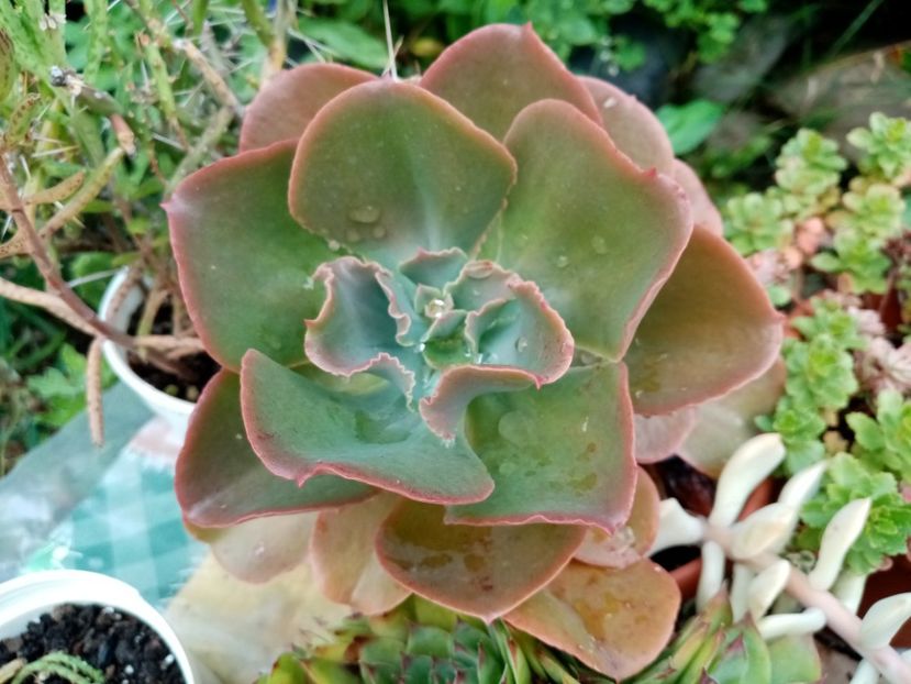  - Cactusi si suculente 2019_2