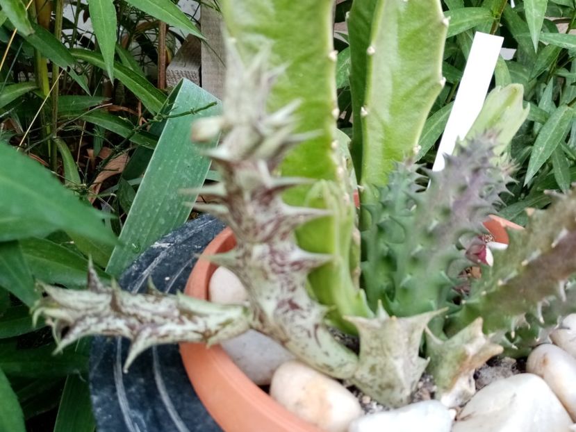 - Cactusi si suculente 2019_2