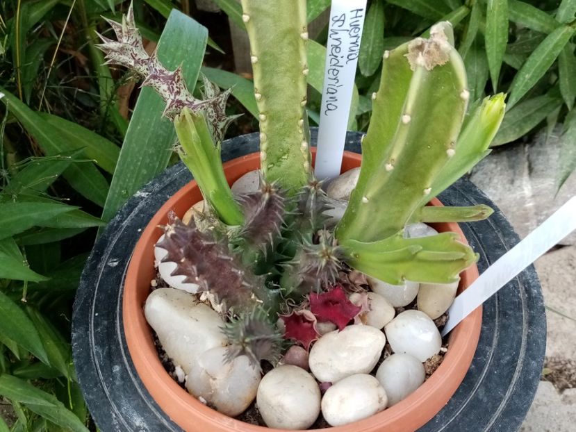  - Cactusi si suculente 2019_2