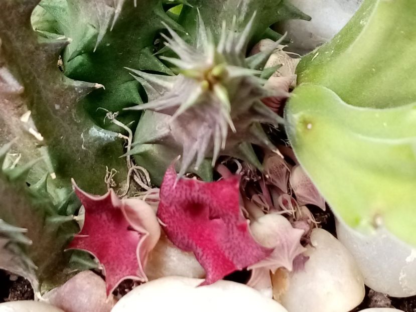  - Cactusi si suculente 2019_2