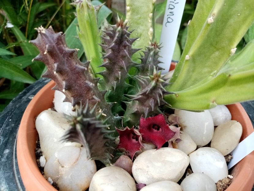  - Cactusi si suculente 2019_2