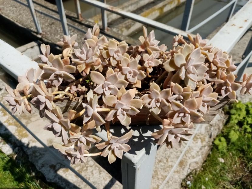  - Cactusi si suculente 2019_2