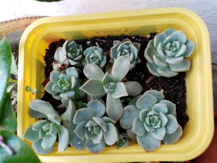  - Cactusi si suculente 2019_2