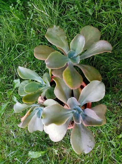  - Cactusi si suculente 2019_2