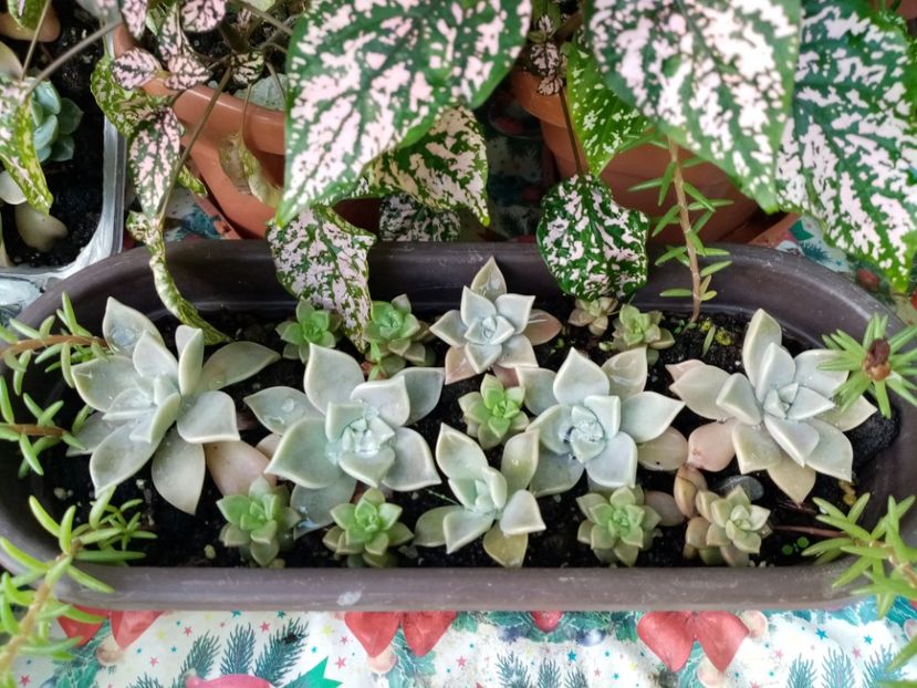  - Cactusi si suculente 2019_2