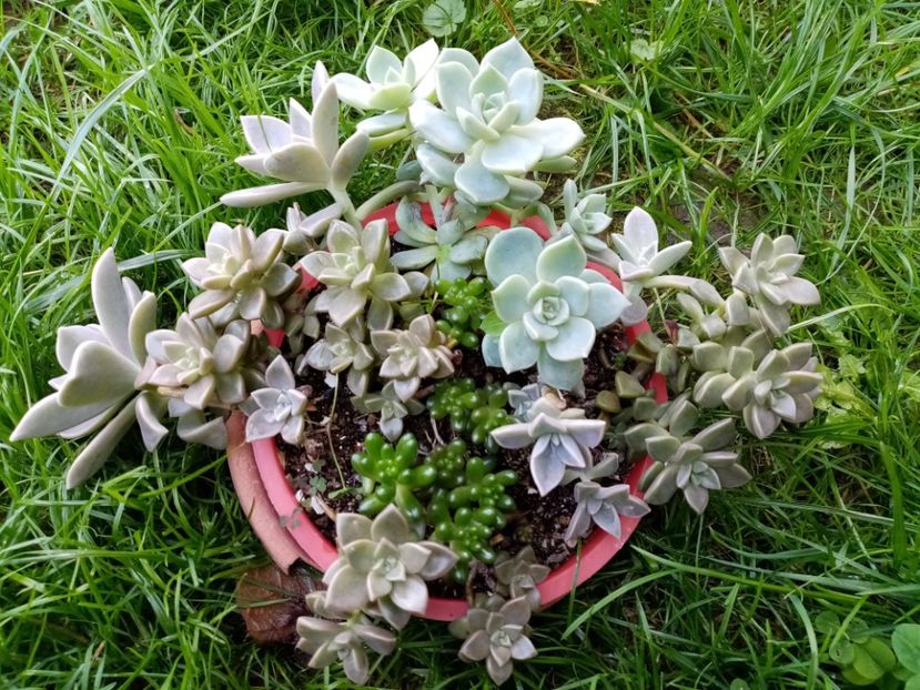  - Cactusi si suculente 2019_2