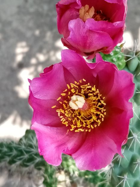  - Cactusi si suculente 2019_2