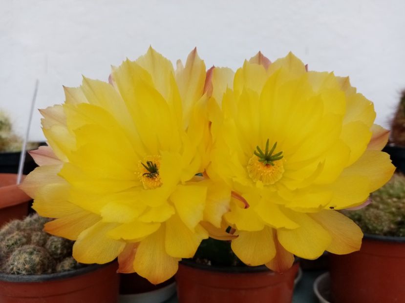  - Cactusi si suculente 2019_2